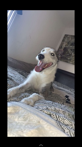 Border Collie – free to a good home