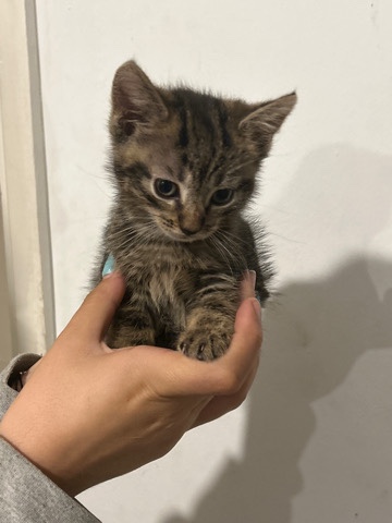 Russian White, Black and Tabby – 2 month male kitten