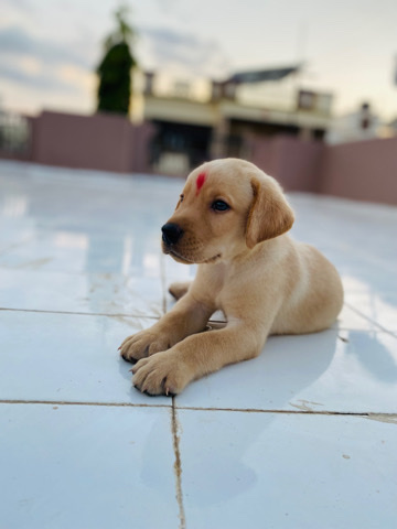 Labrador Retriever – sell a male dog