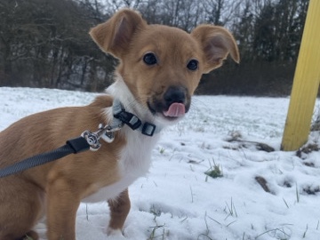 Jack Russell Terrier – verkaufe Welpen Hündin – Rotenburg an der Fulda