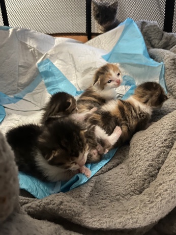 kitten
