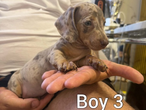 Mixed Breed – miniature dachshund – Manchester