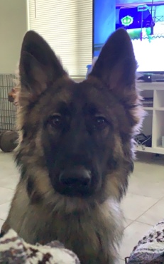 German Shepherd – AKC certified German shepherd