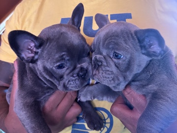 French Bulldog - french bulldog puppies available for adoption in Las Vegas