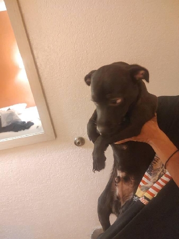 loving male Chihuahua puppy