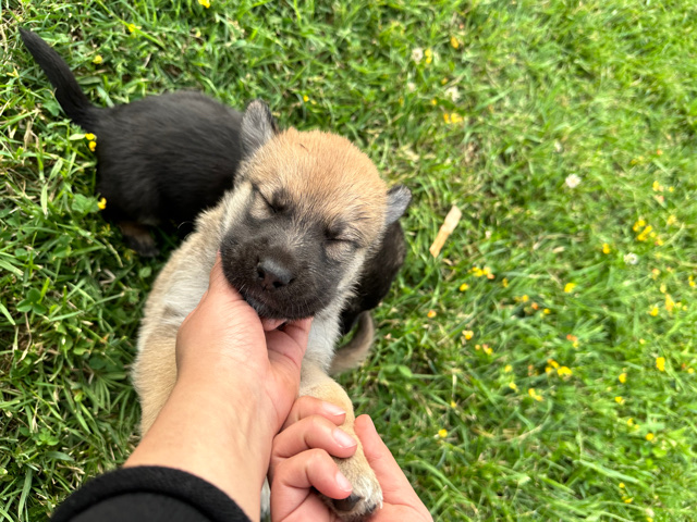 German Shepherd – Germán shepherd(puppies!)🐶