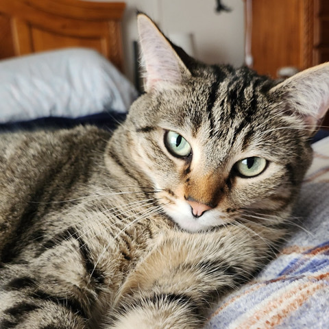Russian White, Black and Tabby – tabby cat