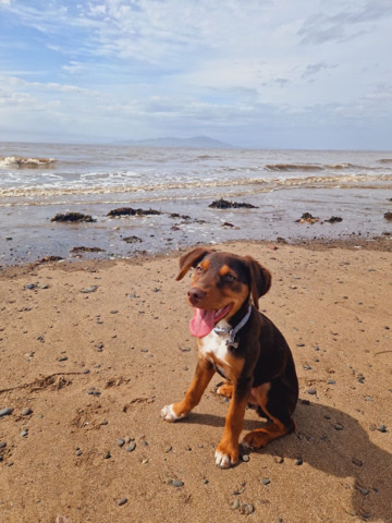 Australian Cattle Dog – Springer/Australian Cattle Pup