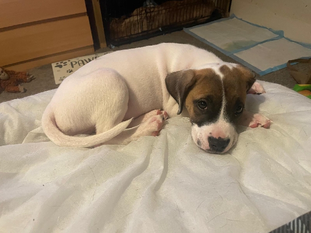 Mixed Breed - bullmastiff/labrador puppies  available for adoption in London