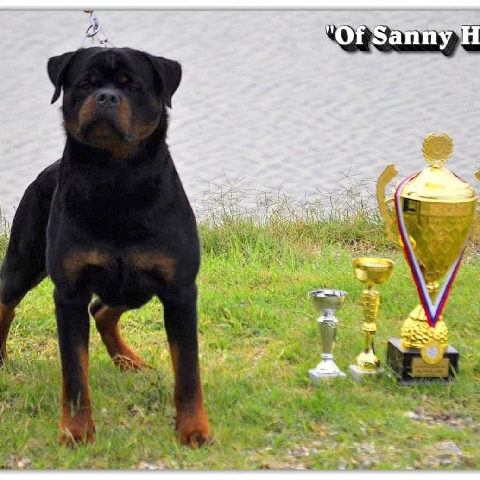 Rottweiler – 3 time Serbian Champion for sale