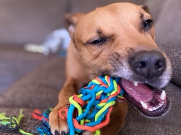 American Pit Bull Terrier - Buck - Good dog in need of loving home available for adoption in Champaign