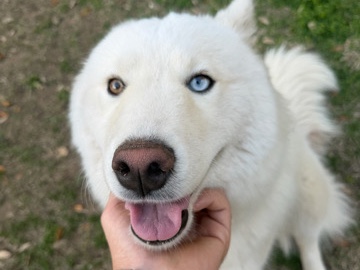 Sakhalin Husky – URGENT-I need to rehome a beautiful 10 months old Husky – San Antonio