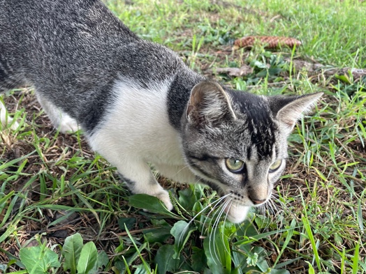 Beautiful Tame Kittens For Sale