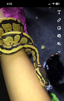 snake – Ball Python with Supplies