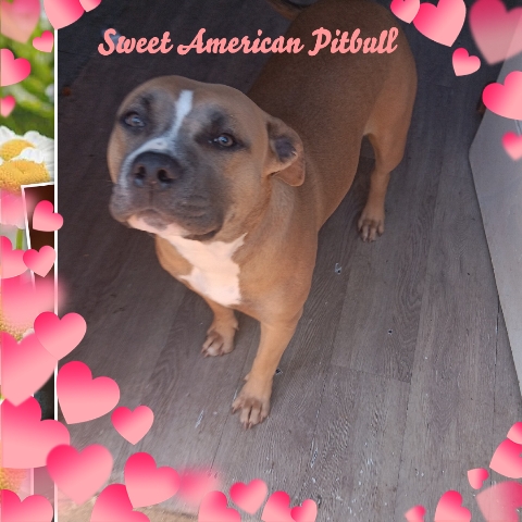 American Pit Bull Terrier – Playful American Pitbull pup