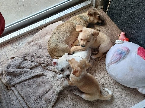 Chihuahua – perritos para un nuevo hogar – Modesto