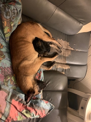 Belgian Shepherd Dog (Malinois) – Belgian Malinois