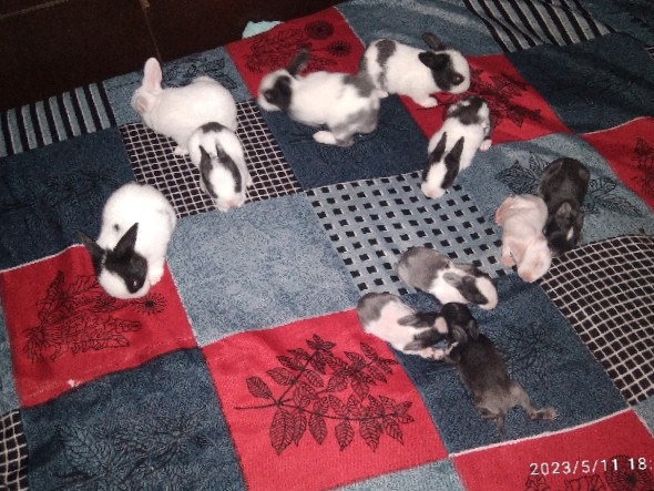 American – Baby Rabbit