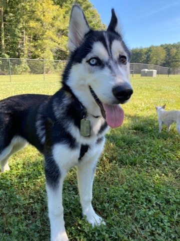Siberian Husky – Husky looking for a home