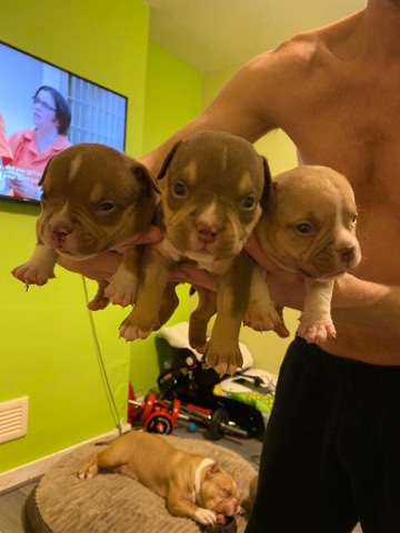 micro exotic bullies
