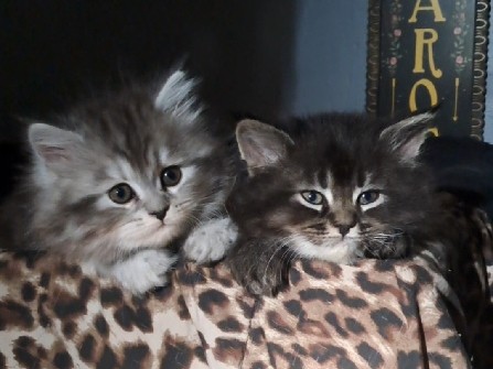 Ready August 1st Maine CoonDollface Persian Hybrid