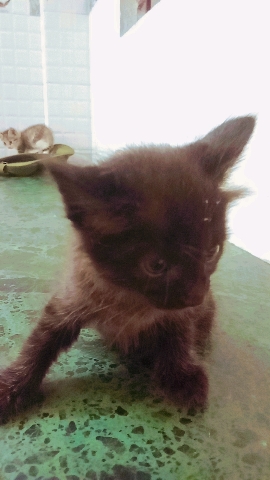 4 kitties-2 boy and 2 girl kittens