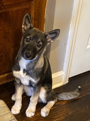Siberian Husky – storm