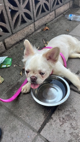 long-haired frenchie