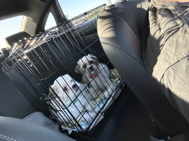 Shih Tzu – sister bonded pair – Oakland