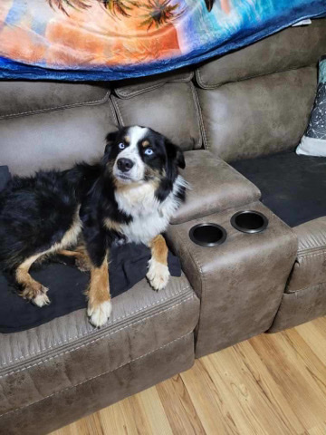 Australian Shepherd – Australian shepherd (Full Blood)