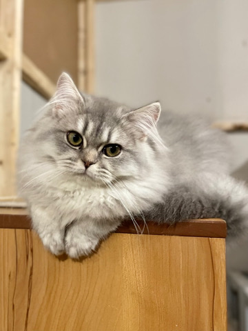 British Longhair – British longhair female blue