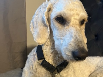Poodle – roxy the golden doodle poodle – Lawrenceville