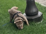 Olde English Bulldogge – 3 year old male bulldogge – Cottage Grove