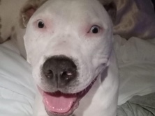 Pit Bull – Pitbull Dog
