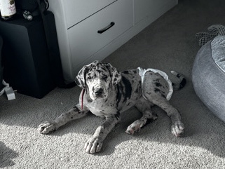 Pure Bred Merle Great Dane