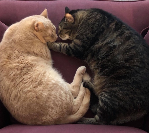 Russian White, Black and Tabby – Free Tabby cats (Brothers)