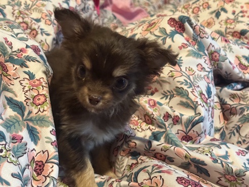 Chihuahua – Chihuahua puppies for sale – Cullowhee