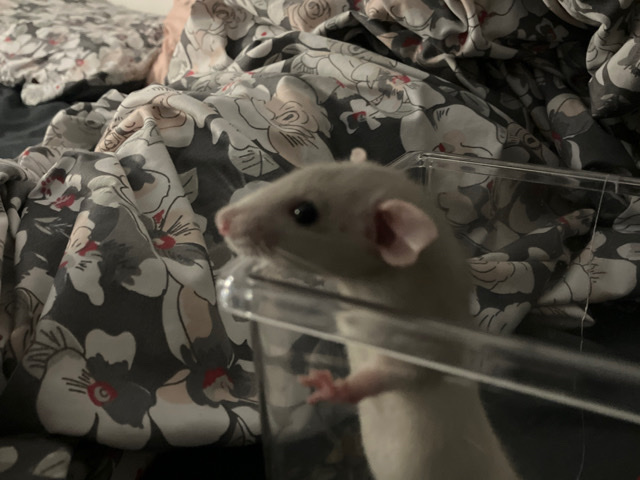 rat – Hunter the rat :)