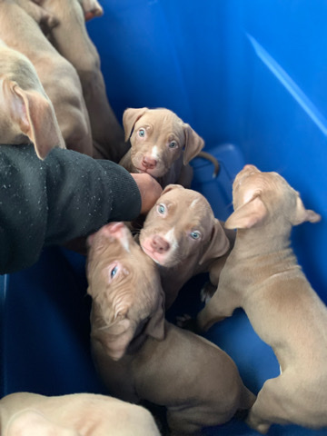 American Pit Bull Terrier – KingPitEmpire