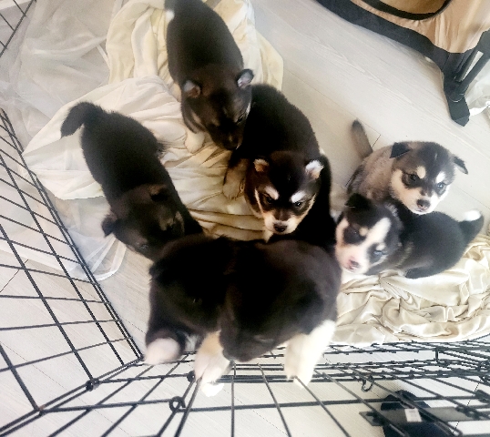 Siberian Husky – husky/promsky mix