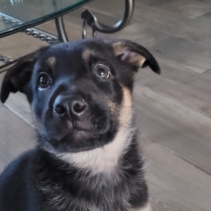 German Shepherd – German Shepherd mix