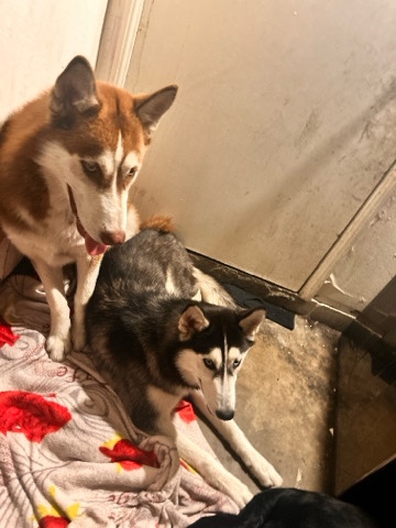 Siberian Husky – looking for a new home