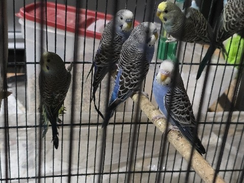 Parakeet – Friendly 3-months-Old Parakeet for Rehoming in Maple Valley – Maple Valley