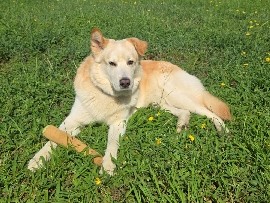 Siberian Husky – Husky (Loki) – Coats