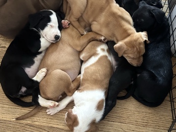 Great Pyrenees husky and pitbull mix – Oak Lawn