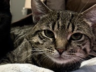 Russian White, Black and Tabby – Sweet 1-Year-Old Neutered Cat Needs a Loving Home: Meet Josiah! 🐱 – New York