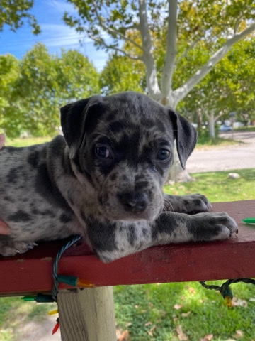 American Pit Bull Terrier – American Bully COOKIE