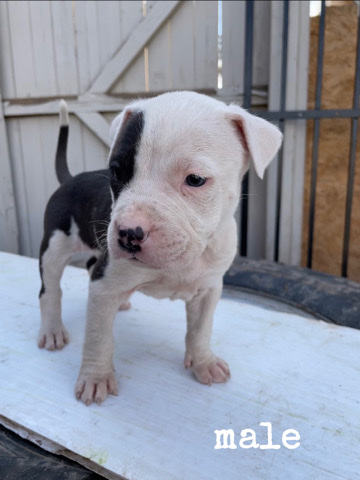 Pitbull/Mastiff Puppies