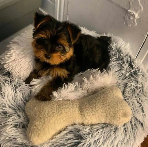 Yorkshire Terrier – Cute lovely Yorkie Puppy