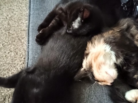 American Wirehair – cat – Akron